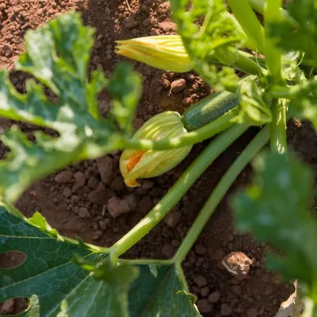 I Ruscioli * 托雷奇安卡